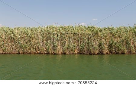 Reeds