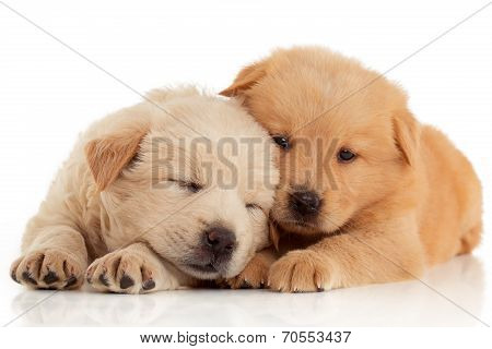 Two Cute Chow-chow Puppies,  Isolated Over White Background