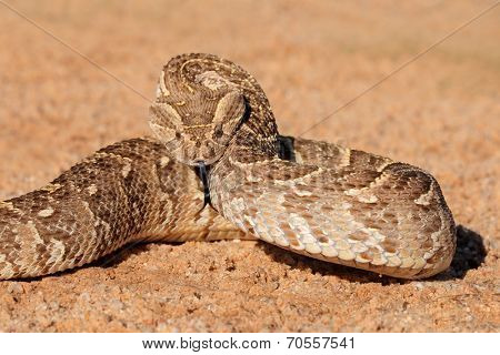 A puff adder (Bitis arietans) in defensive position, southern Africa