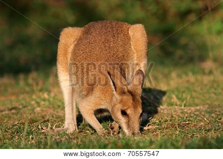 Female Agile Wallaby (Macropus agilis), Kakadu National Park, Northern territory, Australia