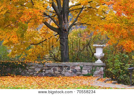 Bright color autumn tree in the garden