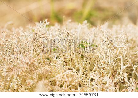 Reindeer Moss