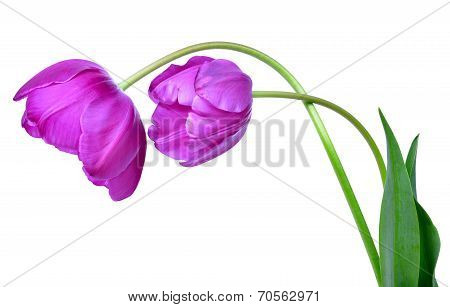 purple tulips