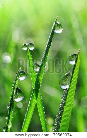 dew drops