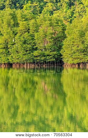 Mangrove Forest In Koh Chang Island, Chantaburi, Thailand