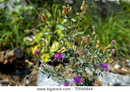 Cottonthistle (Onopordum acanthium)