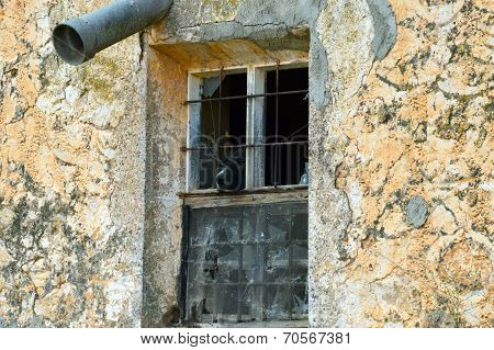 dog and window