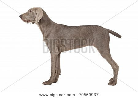 Wirehaired Slovakian Pointer Dog Isolated On White