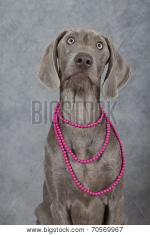 Portrait Of A Wirehaired Slovakian Pointer Dog