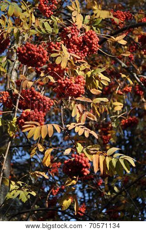Fruits Of Mountain Ash