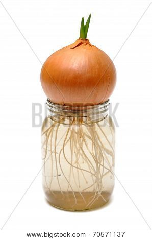 Sprouted Onion