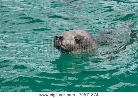 Head Crabeater Seal Swimming In The Turquoise Water Of The Antarctic