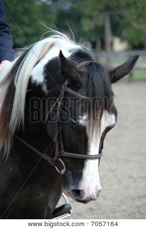 Black and White Horse