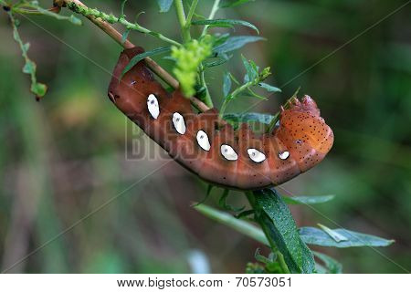 Pandorus Sphinx Moth Larva