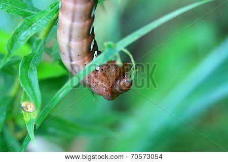 Pandorus Sphinx Moth Larva