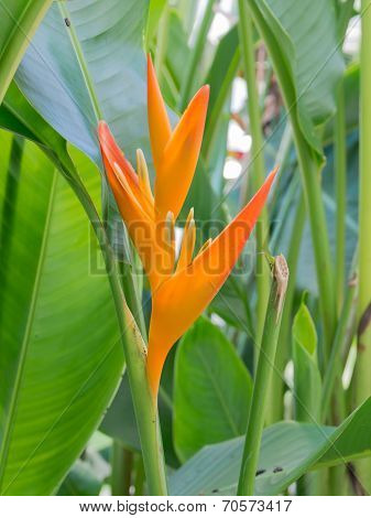 Orange Bird Paradise