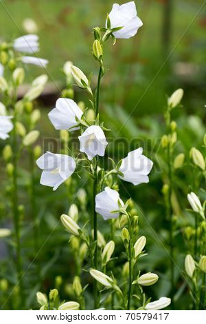 Close up of Campanula or canterbury bells flowers