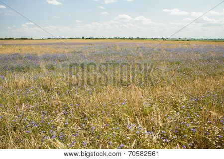 Fields Wheat