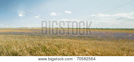 Gold Grains Panorama