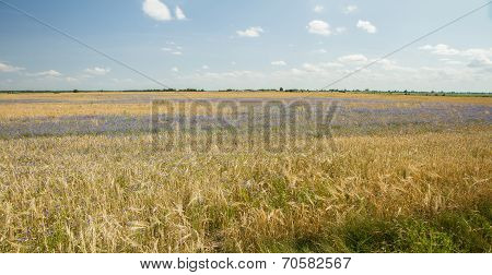Grains Panorama