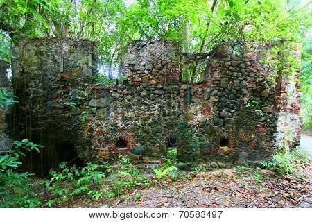 Virgin Islands Tropical Forest
