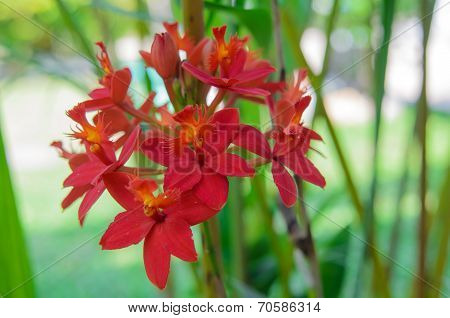 Red Ground Orchid Flower