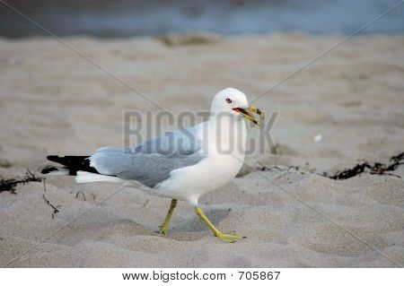 Sea Gull