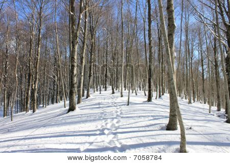 Sentier dans la neige