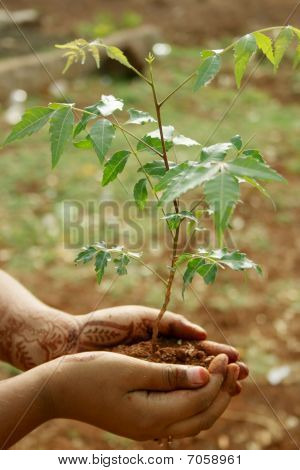 Pianta di Neem ayurvedico