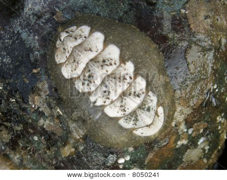 Mopalia del cigno, Mopalia Swanii