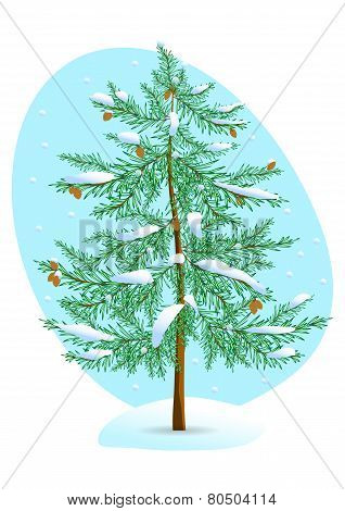 Winter Pine.