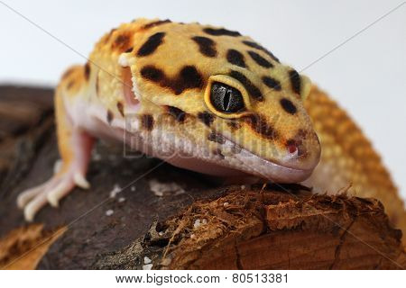 Detail leopard gecko Eublepharis macularius in terarium