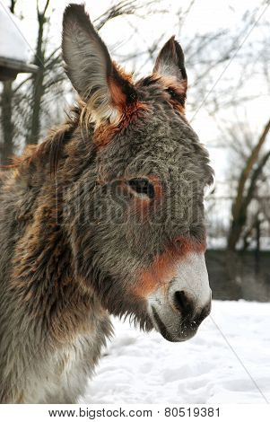 Donkey