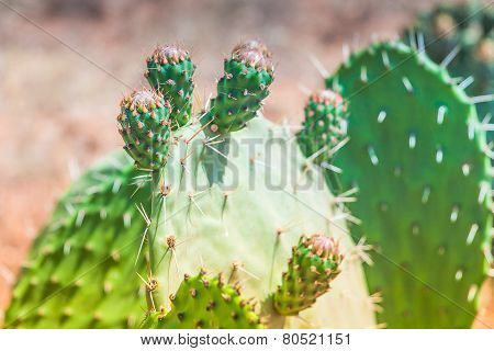 Opuntia cactus