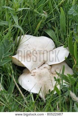 St George's Mushroom