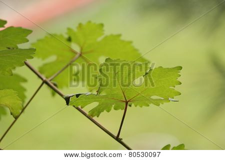 vine leaf