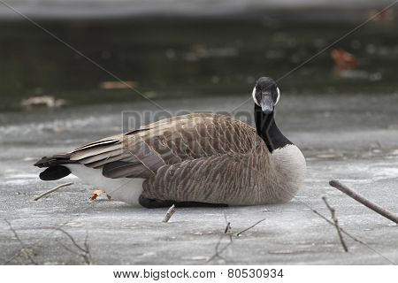 Canada Goose Resting On Frozen River