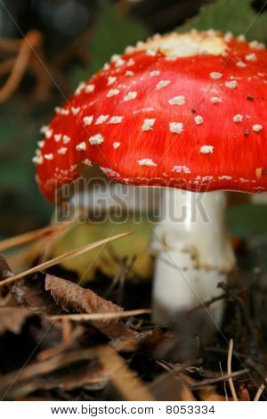Amanita