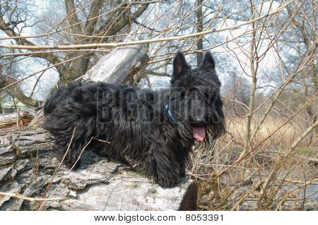 Scottish Terrier