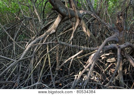 The Fruits Forest Mangrove
