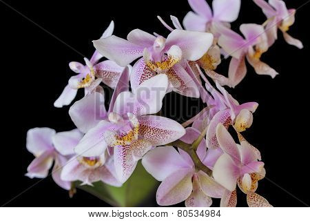Orchid Phalenopsis Mini White Pink Color Isolated On Black Background