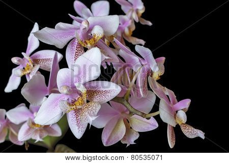Orchid Phalenopsis Mini White Pink Color Isolated On Black Background