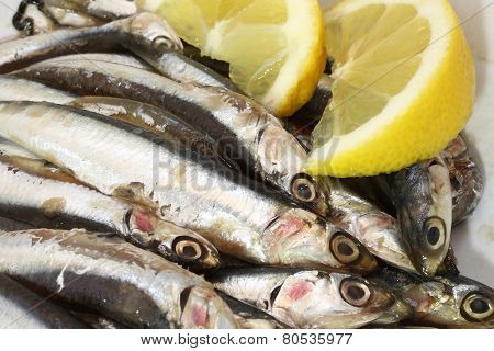 Dish With Raw Sardines Just Fished And Lemon