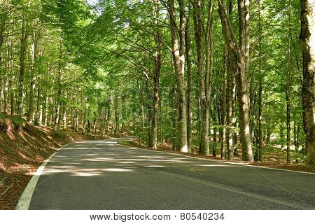 Forest Road In The Mountains