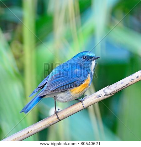 Male Himalayan Bluetail