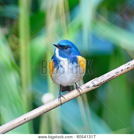 Male Himalayan Bluetail