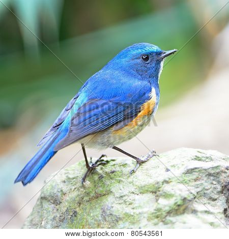 Male Himalayan Bluetail