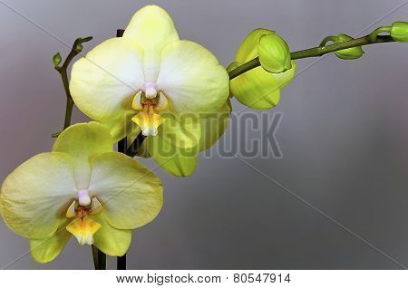 Orchids