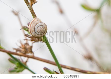 Single Snail on Grass