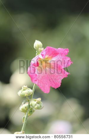 Hollyhock (Alcea)